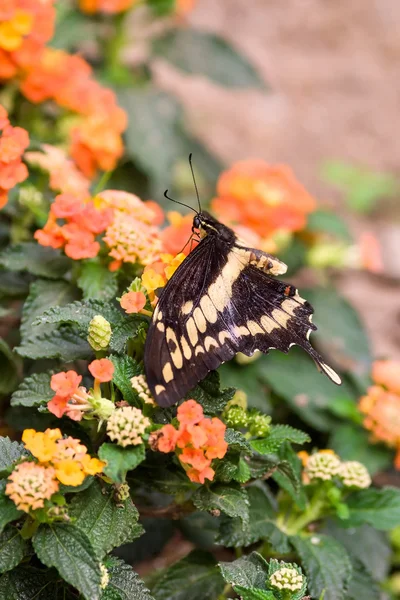 Swallowtail butterfly Papilio machaon on flowers — Stock Photo, Image