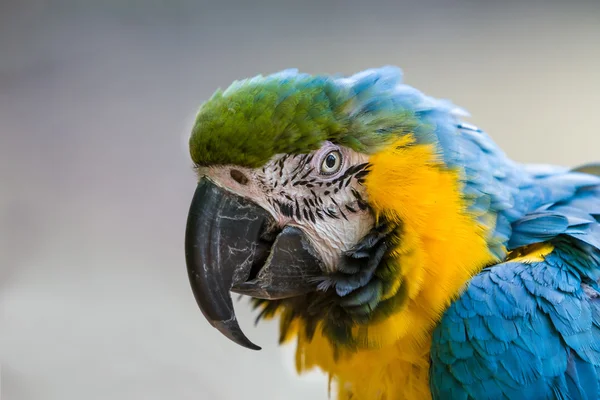 Primer plano de guacamayo azul y amarillo, Ara ararauna , — Foto de Stock