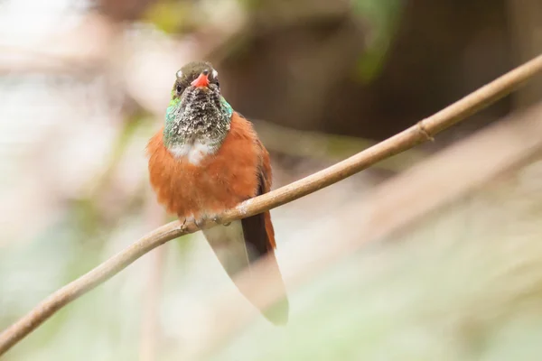 Желтобрюхий колибри — стоковое фото
