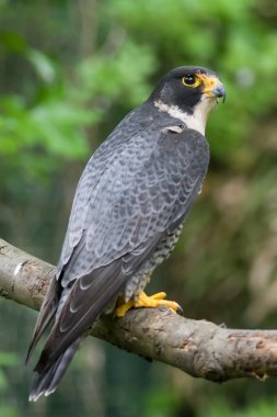 Peregrine Falcon falco peregrinus tünemiş şube