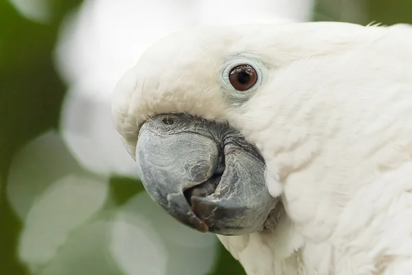 Cacatua branca, guarda-chuva Cacatua (Cacatua alba ) — Fotografia de Stock