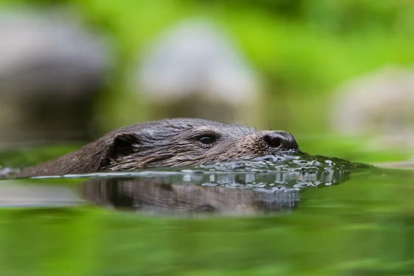 Europese Otter zwemmen — Stockfoto