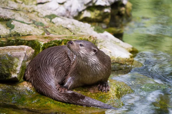 Europese otter in water — Stockfoto