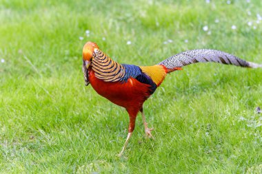 güzel erkek golden pheasant portre