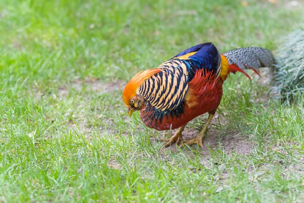 Beautiful male golden pheasant portrait — Stock Photo, Image