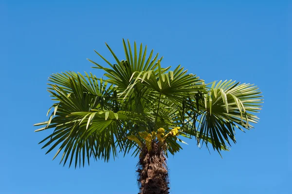 Вид на кокосовые пальмы — стоковое фото