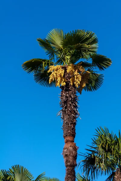 Coconut palm trees perspective view — Stock Photo, Image