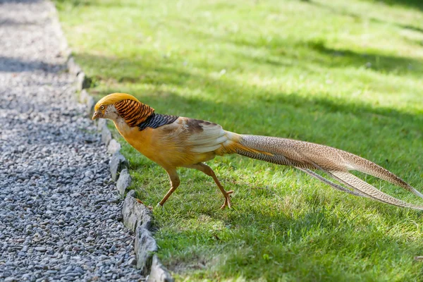 Güzel erkek golden pheasant portre — Stok fotoğraf