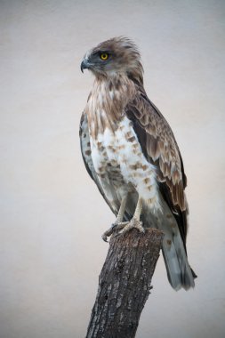 Short-toed snake eagle (circaetus gallicus) clipart