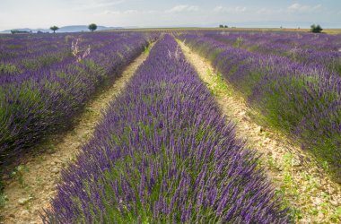Provence, mor çiçek açması lavanta alan Valensole Fransa
