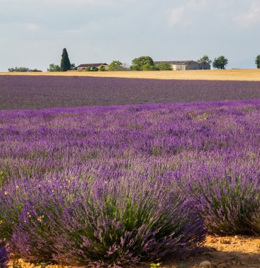 Provence, mor çiçek açması lavanta alan Valensole Fransa
