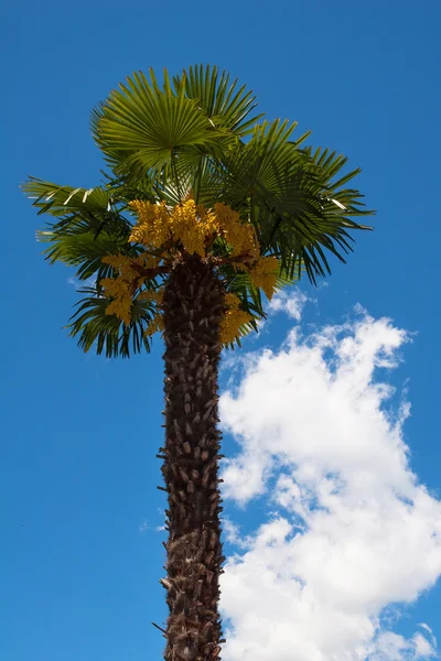 Coconut palm bomen perspectief weergave — Stockfoto