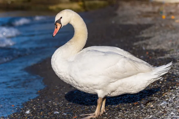 Retrato de cisne blanco al aire libre — Foto de Stock