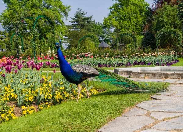 Pavone maschio a Villa Pallavicino, Stresa Piemonte, Italia 17 apr — Foto Stock