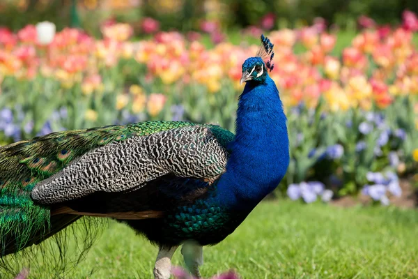 Retrato de hermoso pavo real masculino — Foto de Stock