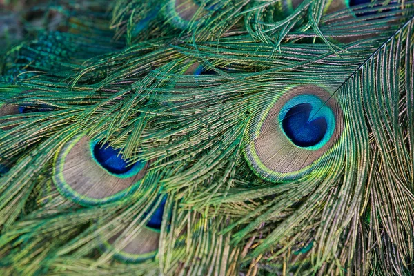 Close up male peacock tail feathers — Stock Photo, Image