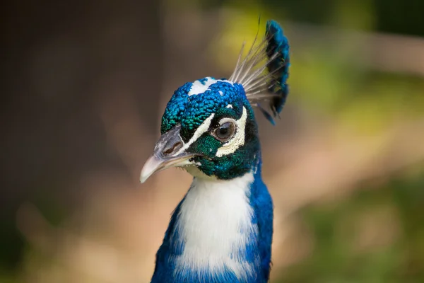 Retrato de hermoso pavo real masculino — Foto de Stock