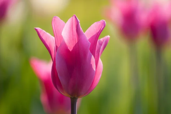 Barevný Tulipán pole fialový v botaniky garden — Stock fotografie