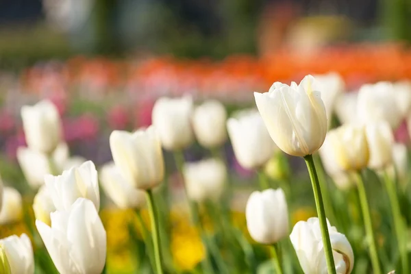 Colorido campo de tulipanes púrpura en el jardín botánico Italia 17 Abril 2015 — Foto de Stock