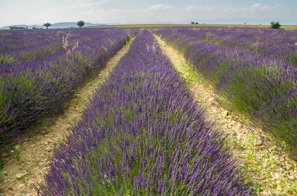 Provence, blossoming purple lavender field at Valensole France — Stock Photo, Image
