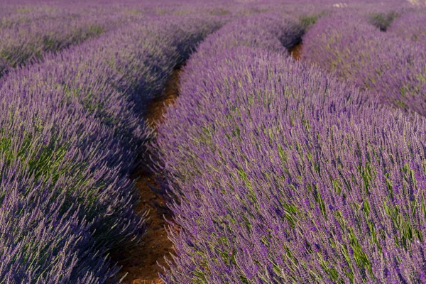 Provence, kvetoucí fialová Levandulová pole v Valensole Francie — Stock fotografie