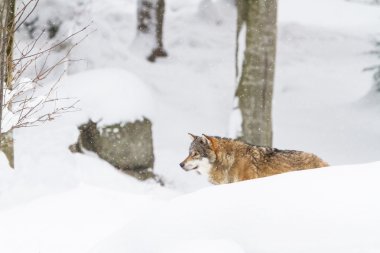 dikey gri kurt karda