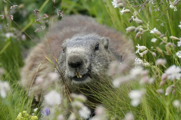 Alp Dağ sıçanı (Marmota marmota) çimenlerin üzerinde — Stok fotoğraf