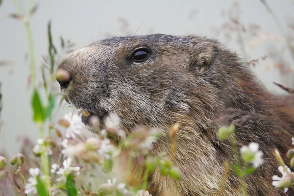 La marmotte alpine (Marmota marmota) sur l'herbe — Photo