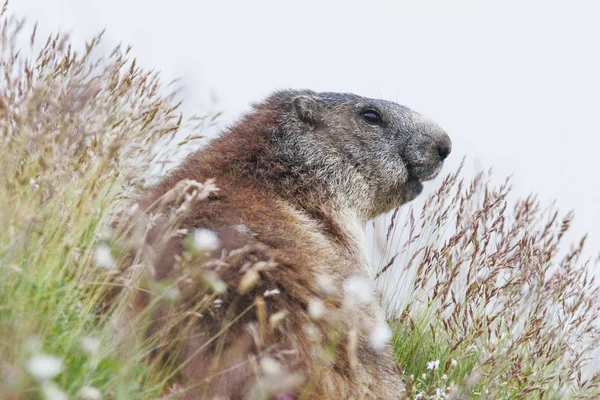 De alpine marmot (Marmota marmota) op gras — Stockfoto