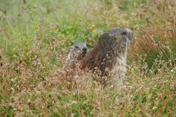 La marmotte alpine (Marmota marmota) sur l'herbe — Photo