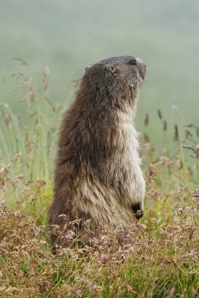 Альпийский сурок (Marmota marmota) на траве — стоковое фото