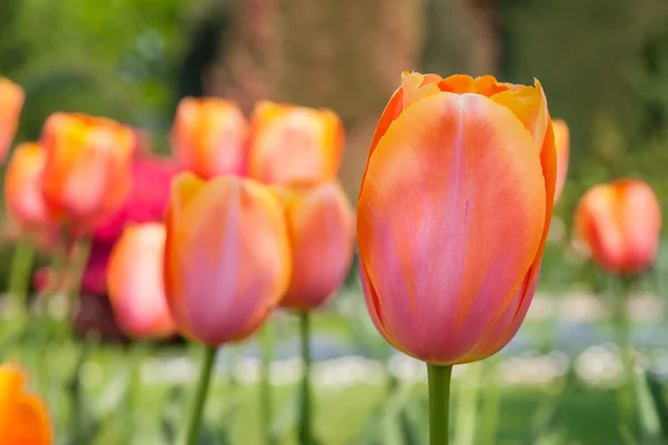 Colorido tulipa campo roxo no jardim botânica — Fotografia de Stock