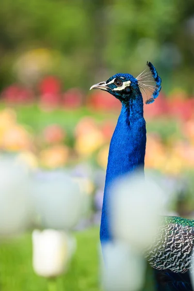 Retrato de hermoso pavo real masculino — Foto de Stock