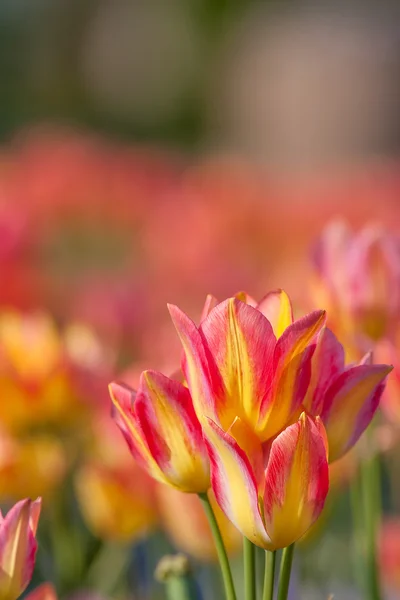 Oranžové barevné Tulipán pole botaniky garden — Stock fotografie