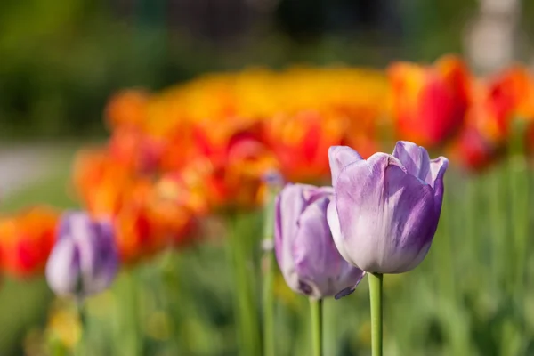 Oranžové barevné Tulipán pole botaniky garden — Stock fotografie