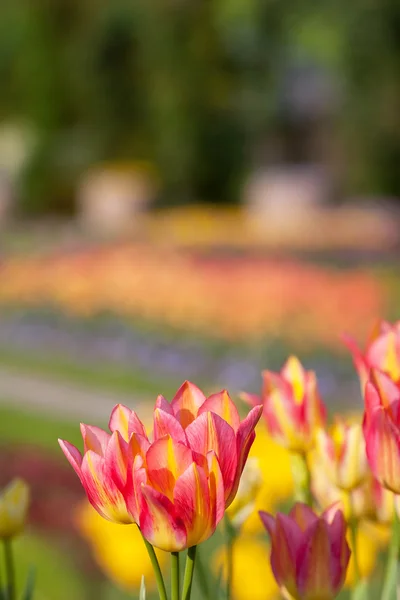 Champ de tulipes coloré orange dans le jardin botanique — Photo