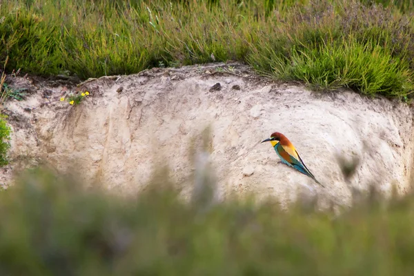 Comedor de abelhas colorido europeu (Merops apiaster) ao ar livre — Fotografia de Stock