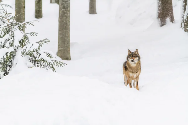 Retrato lobo gris en la nieve — Foto de Stock