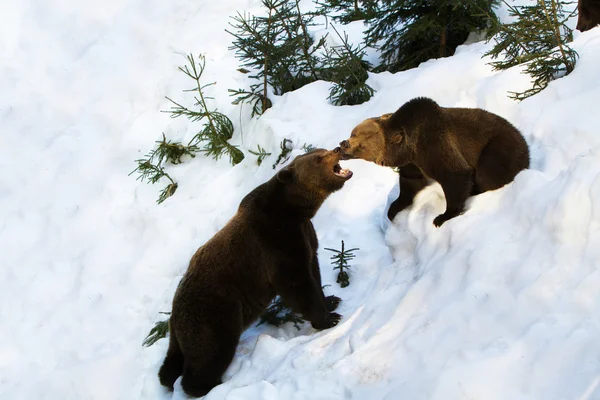 Καφέ αρκούδα, Ursus arctos καταπολέμηση — Φωτογραφία Αρχείου
