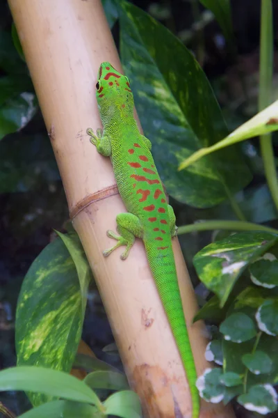 Madagascar giant day gecko — Stock Photo, Image