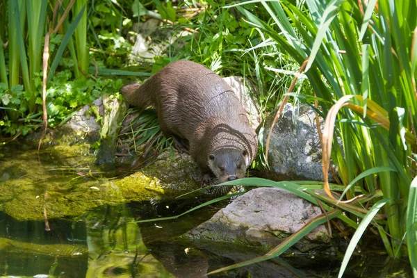 European Otter on grass — Stock Photo, Image