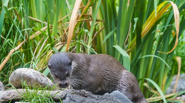 Europese Otter op gras — Stockfoto