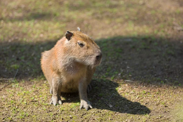 Portrait Capybara in nature — Stock Photo, Image