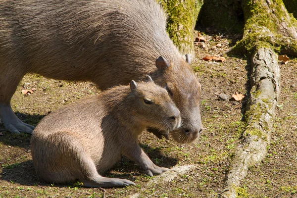 Portre Capibara doğada — Stok fotoğraf