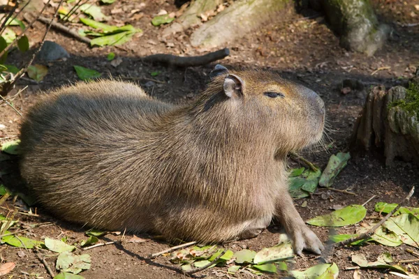 Portret capibara in de natuur — Stockfoto