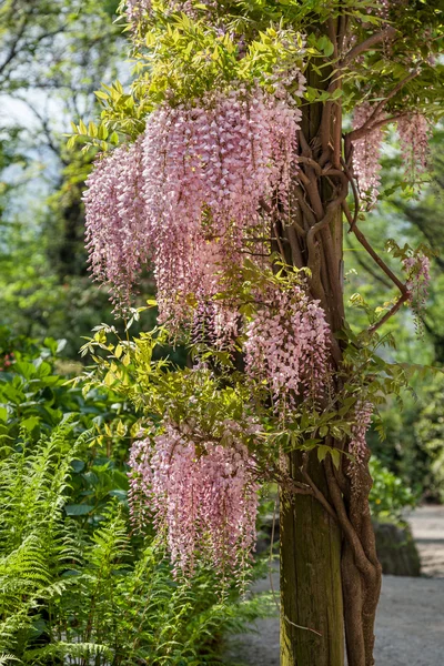 Flores de árvore de Wisteria 17 abril 2015 Fotografias De Stock Royalty-Free