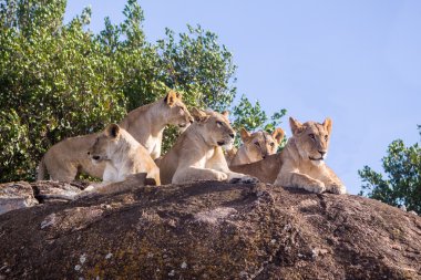 Aile Tanzanya Afrika aslan 
