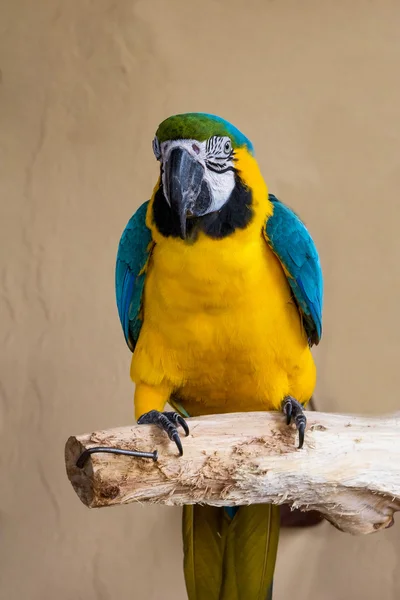 Primer plano de guacamayo azul y amarillo, Ara ararauna , — Foto de Stock