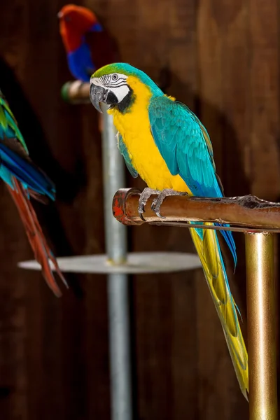 Primer plano de guacamayo azul y amarillo, Ara ararauna , — Foto de Stock