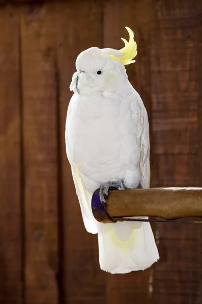 Cacatua crestada blanca en la rama — Foto de Stock